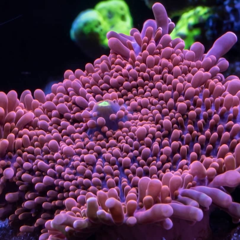 Corals