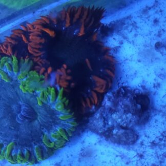 Ultra Rock Flower Anemones