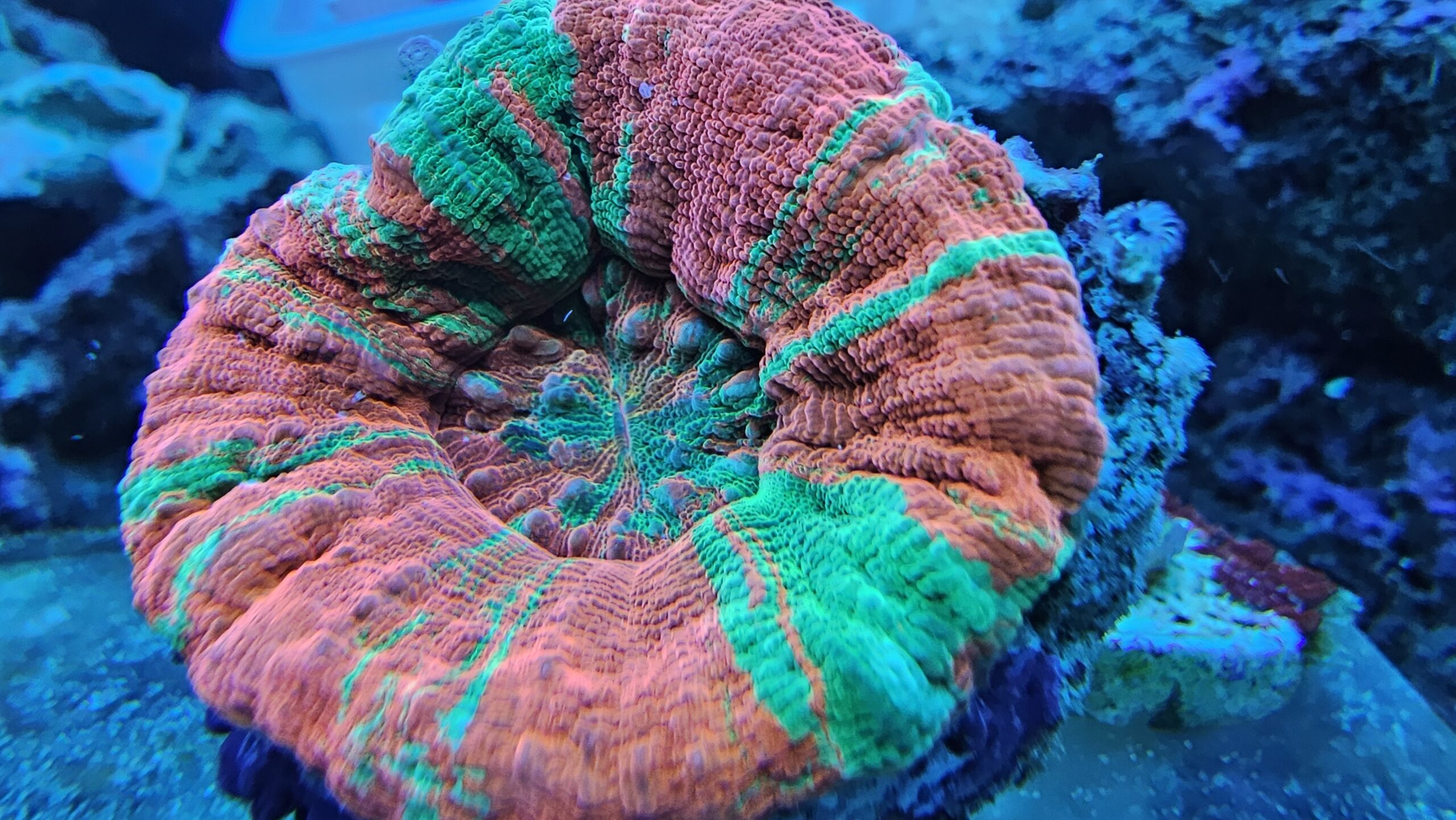 Bleeding Apple Scoly