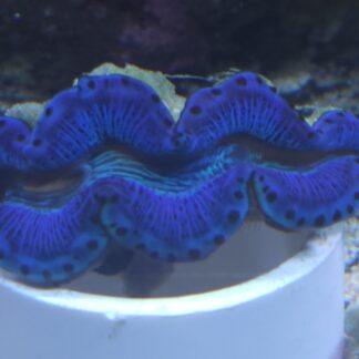 Blue Maxima Clam