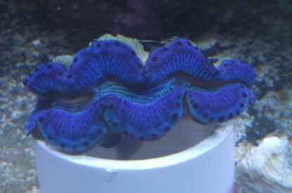 Blue Maxima Clam