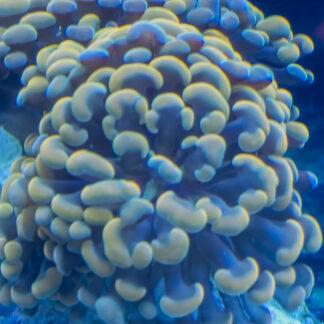 Gold Hammer Coral