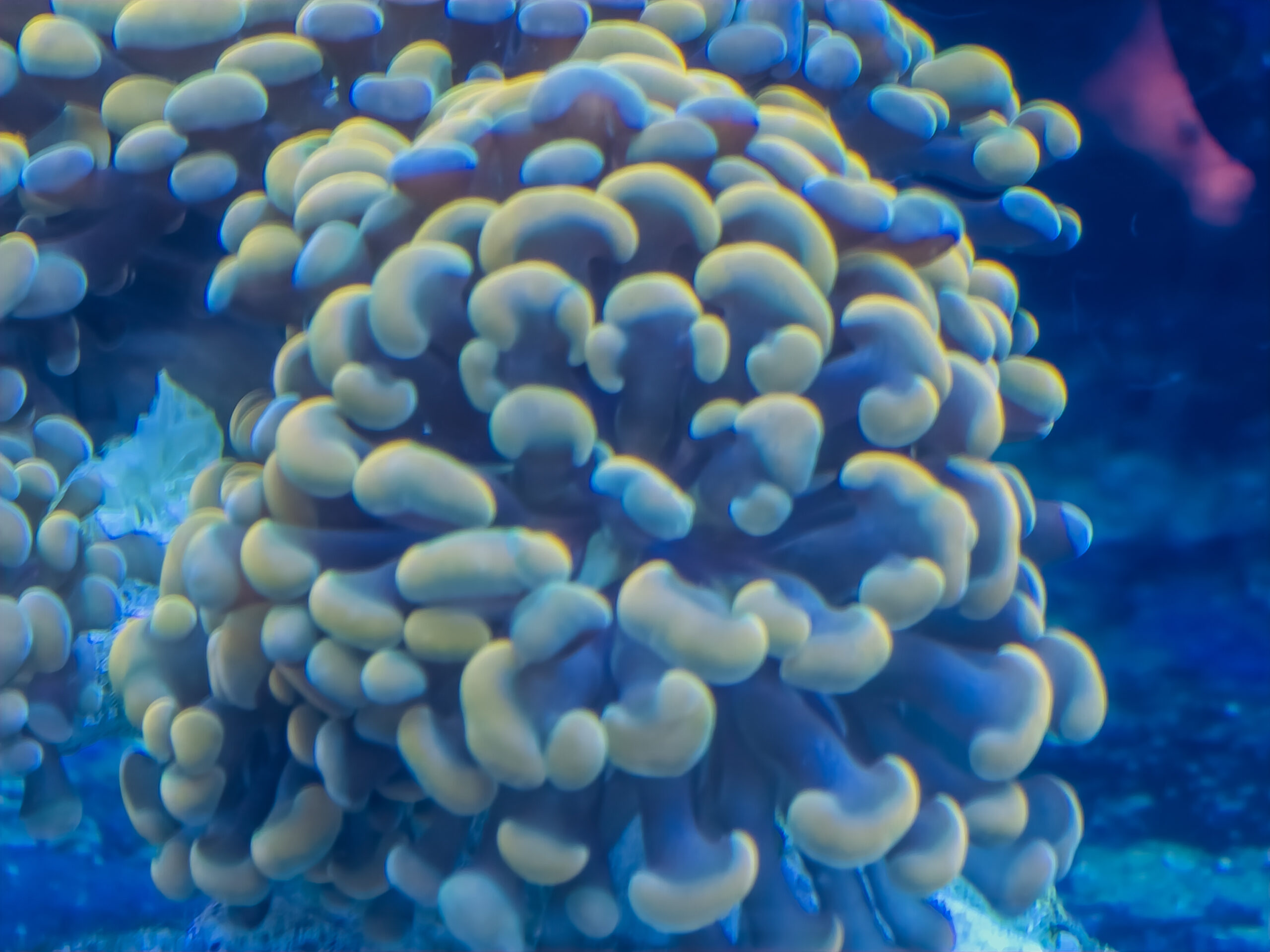 Gold Hammer Coral