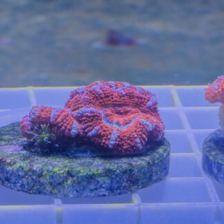 Acan Lord