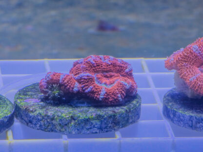 Acan Lord