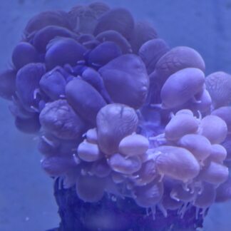 bubble coral