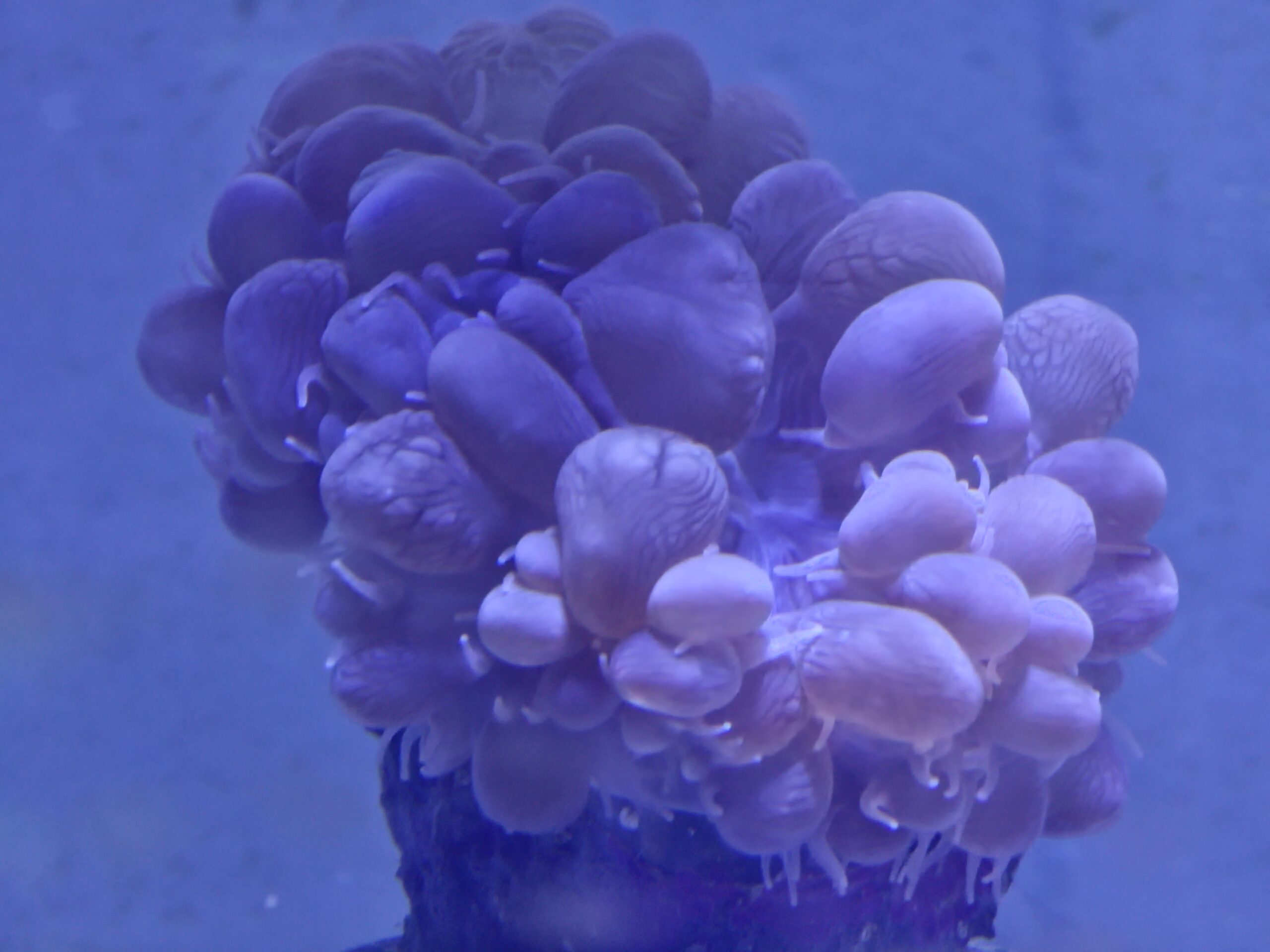 bubble coral