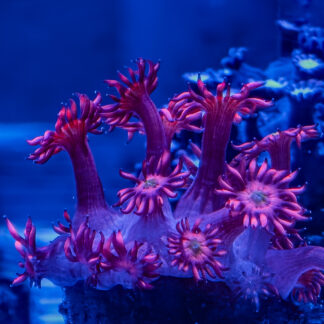 Dragons Breath Gonipora