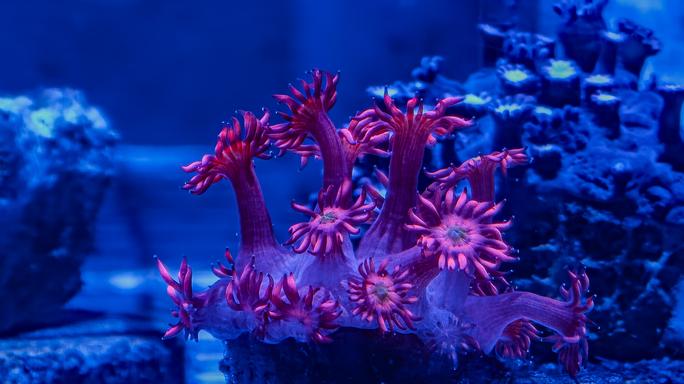 Dragons Breath Gonipora