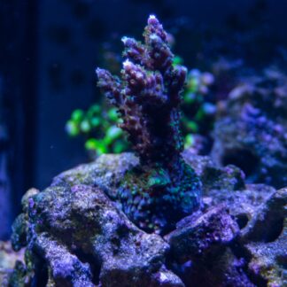 Purple Acropora Frag