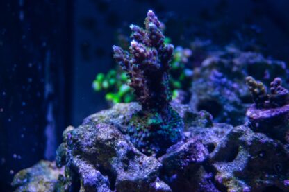 Purple Acropora Frag