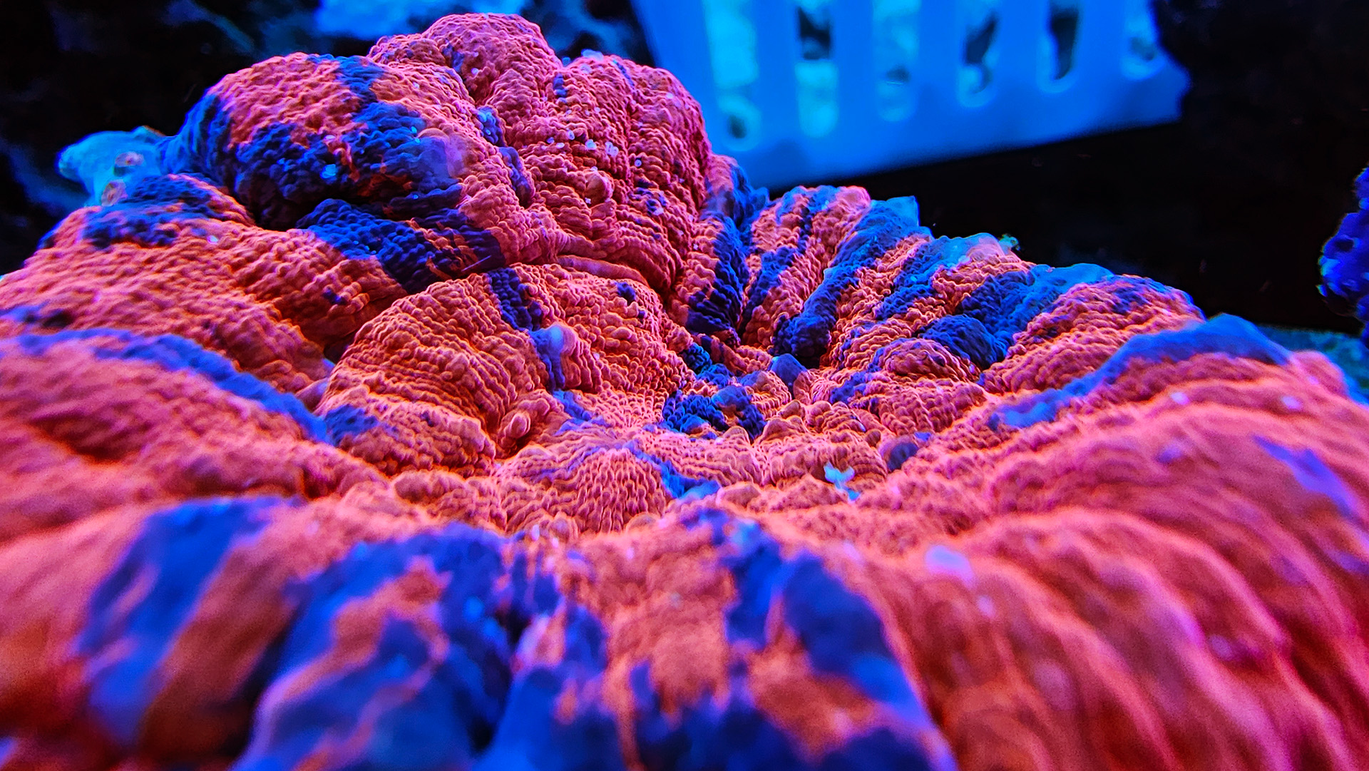 reverse-waprpaint-scoly